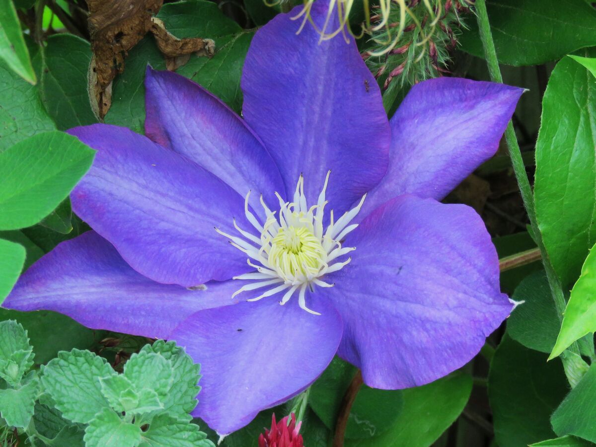 a pretty clematis at the library garden was bloomi...