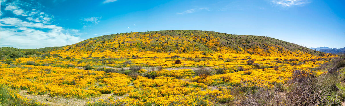 5 image pano of a hill of poppies....