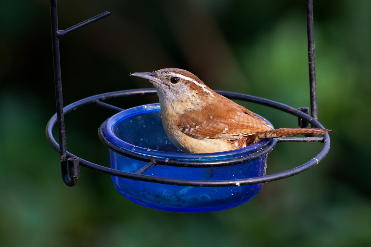 Wren in the Bluebird feeder...