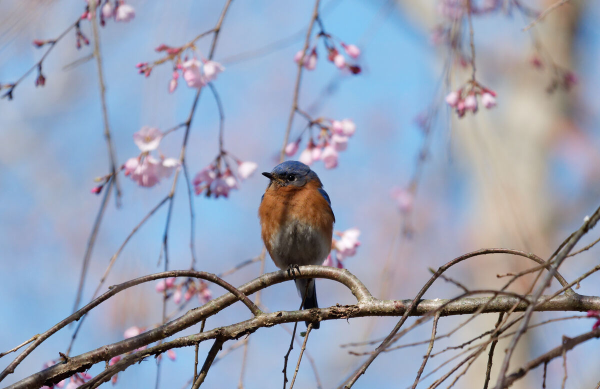 Bluebird in a cherry tree...