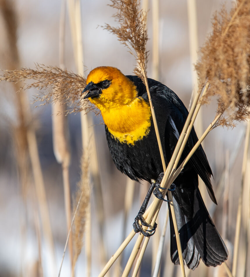 Beautiful Yellow Headed Blackbird...