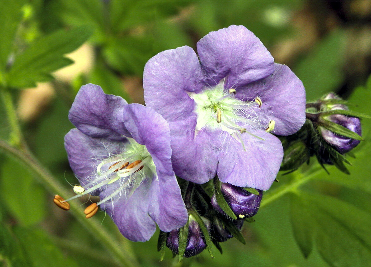 Purple Phacelia: Purple Phacelia, Cades Cove, Great Smoky Mountains 