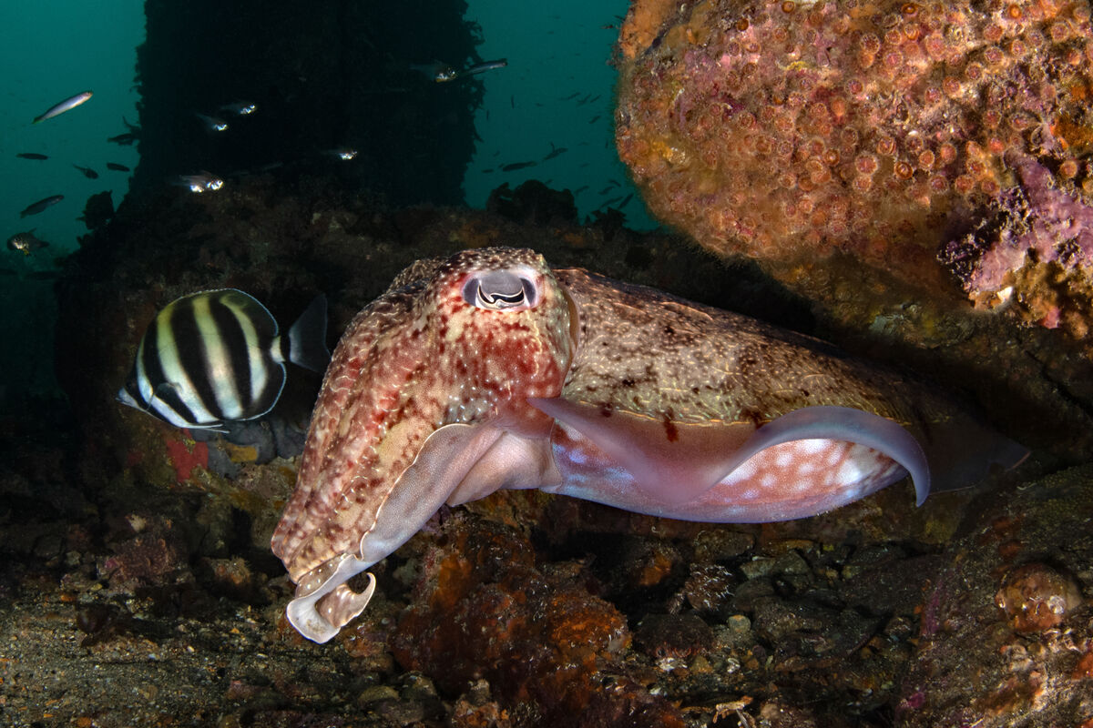 Giant Cuttlefish, Sepia apama...