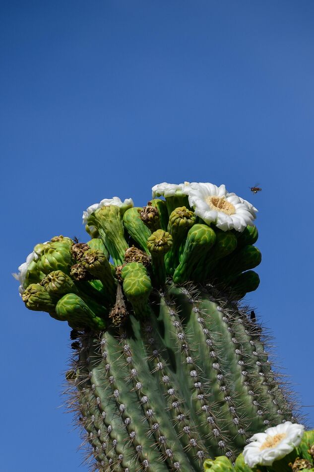 Saguaro bloom...