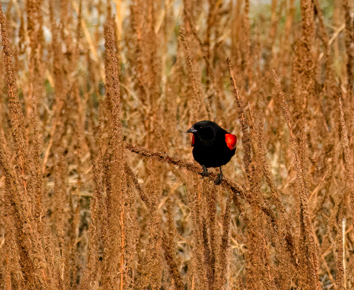 Red Winged Black Bird...