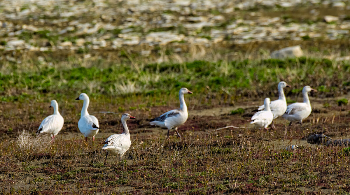 Snow Geese (I think)...