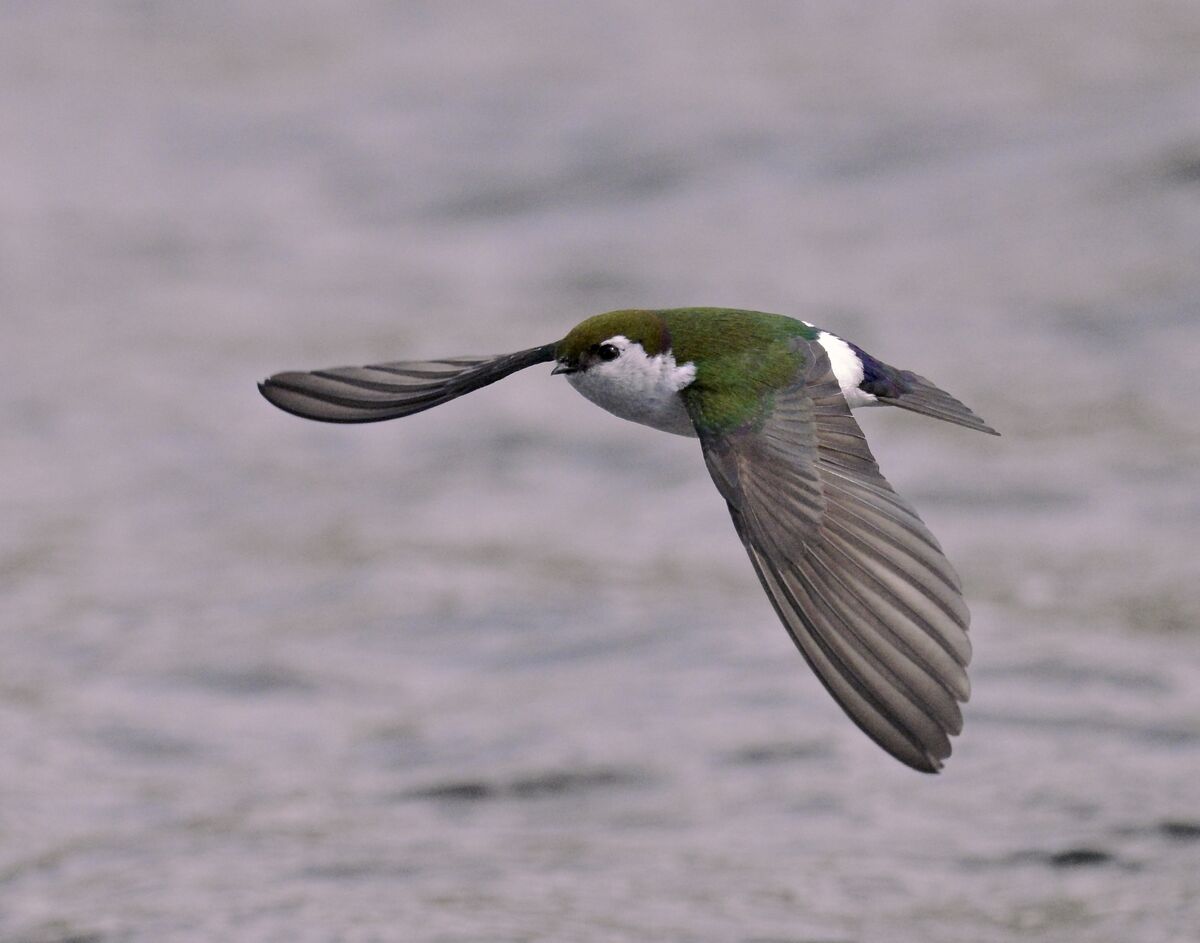 Violet Green Swallows...