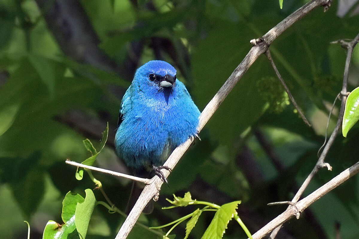 Indigo bunting The Bynum Bridge location, a bridge over the Haw river