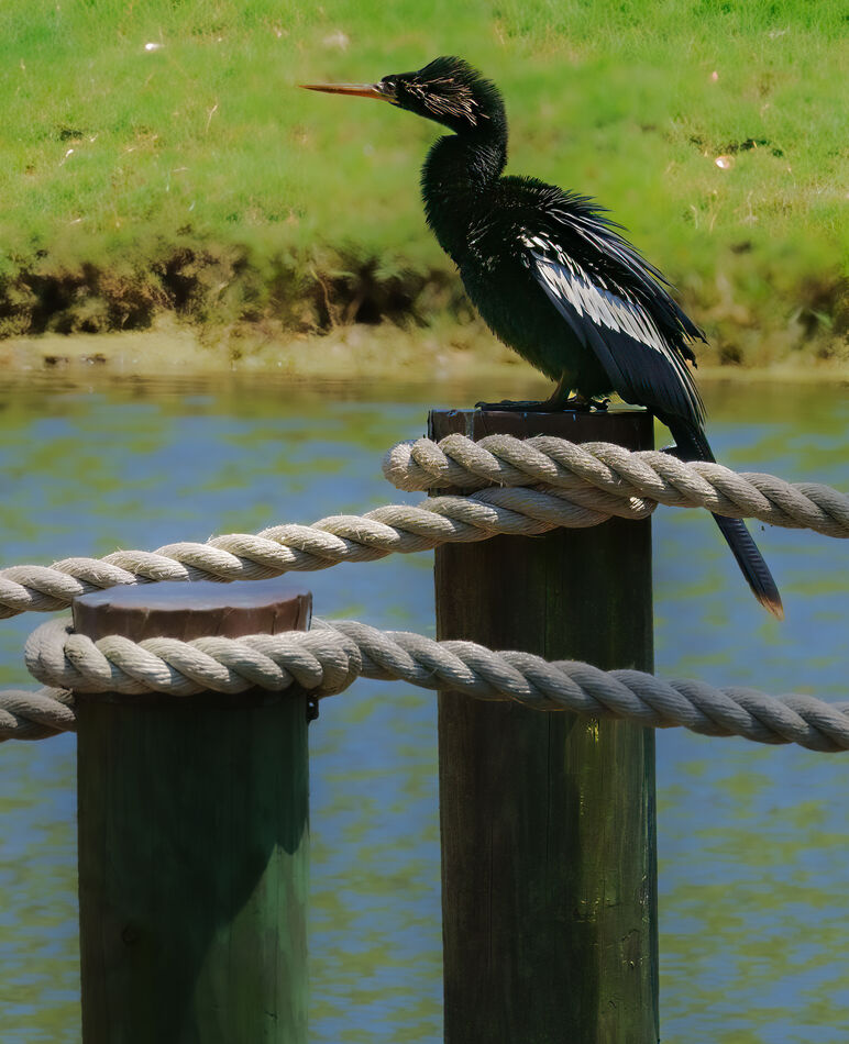Anhinga by the golf course...