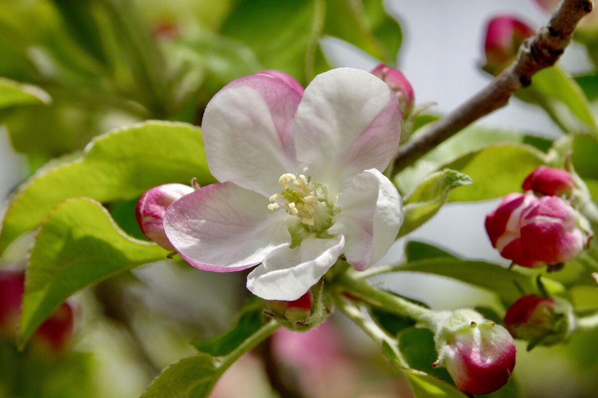 Apple and Plum Blossoms: My apple and plum trees are starting to show ...