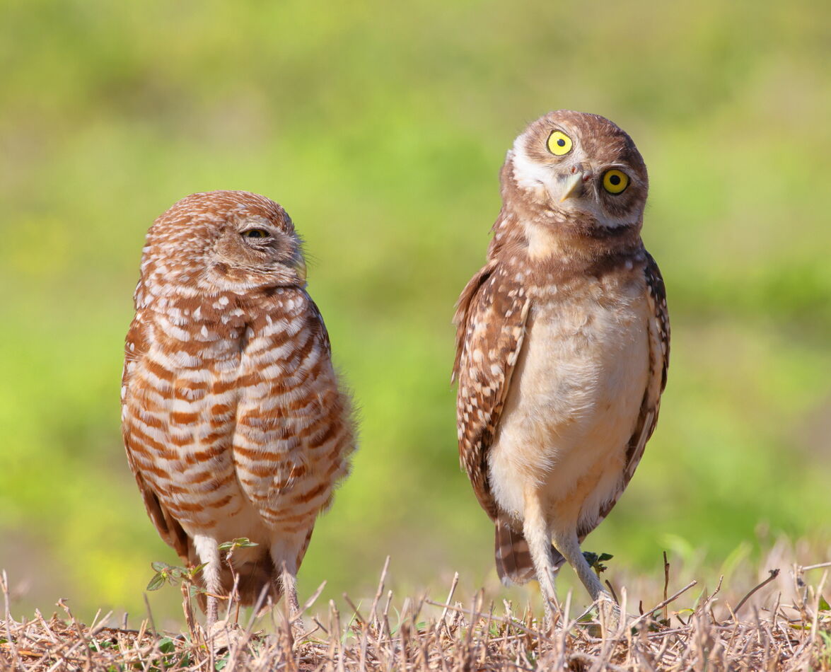 burrowing owls...