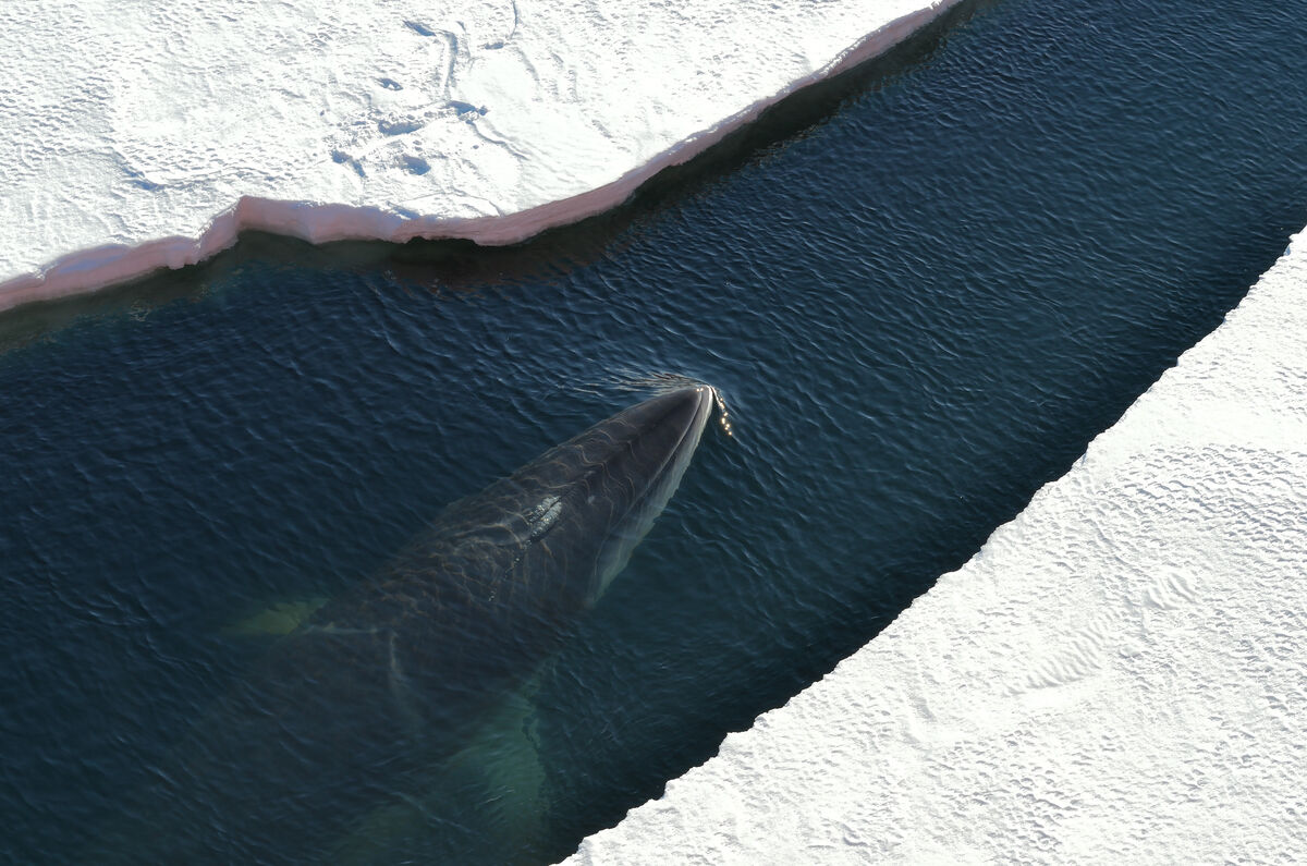 A Minke Whale in McMurdo Sound, Antarctica....