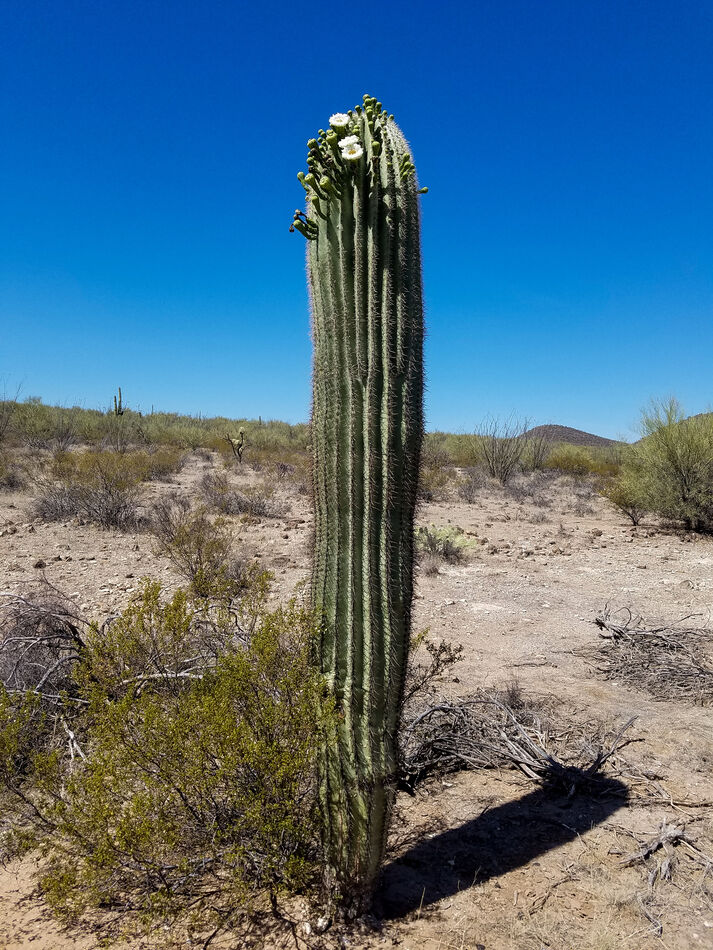 Saguaro Cactus...