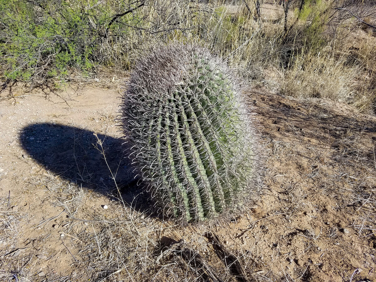 Fishhook Barrel Cactus...