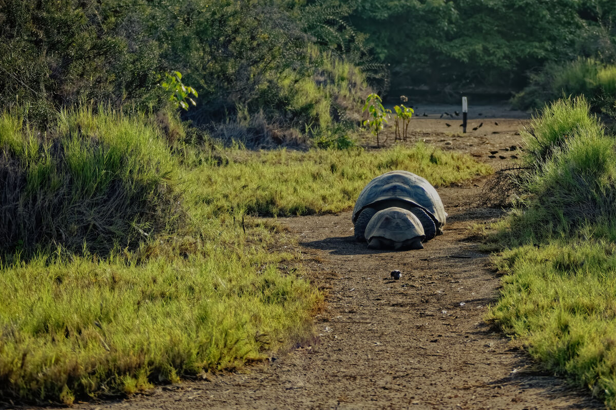 A tortoise 🐢 head on collision on Floreana Island...