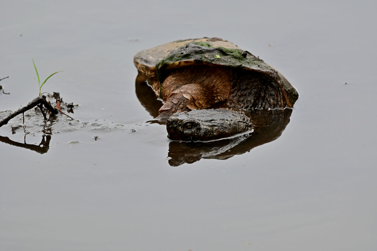 One of the larger Snapping Turtles sitting at the ...