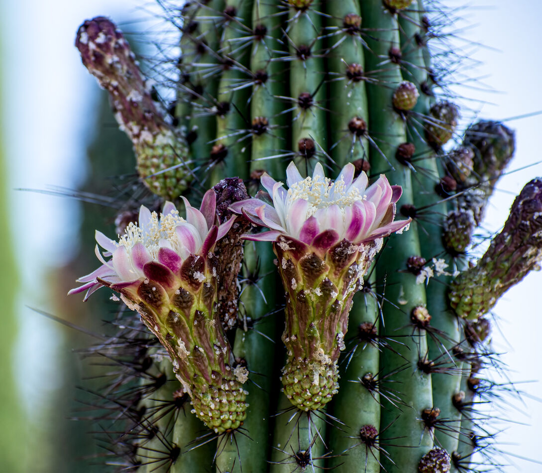 Organ Pipe Cactus...