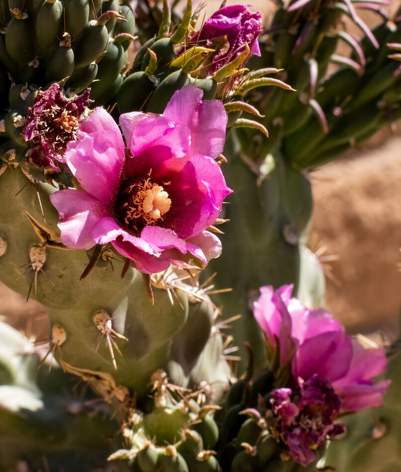 Prickly Pear...