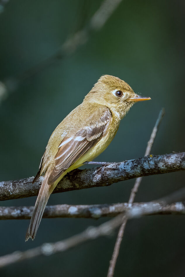 Pacific Slope Flycatcher...