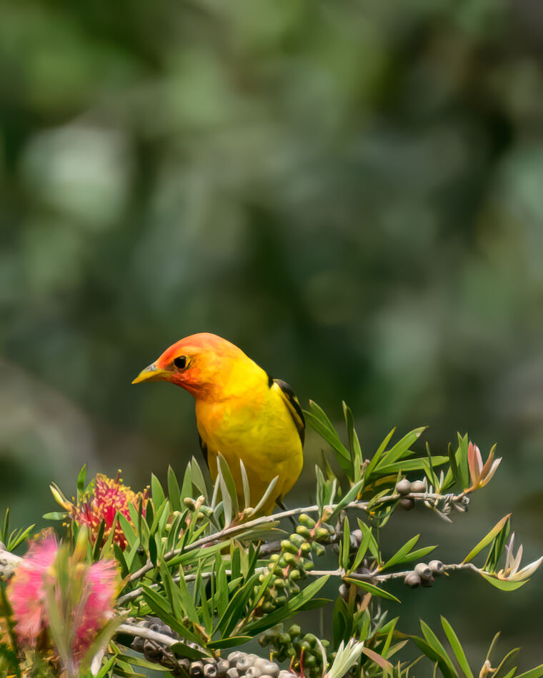 Lifer Bird_Western Tanager: Western Tanager migrating his way North