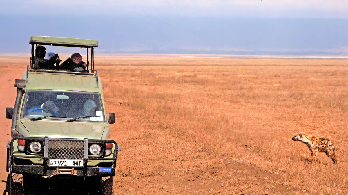 Here, in Ngorongoro Crater in Tanzania, the hyenna...
