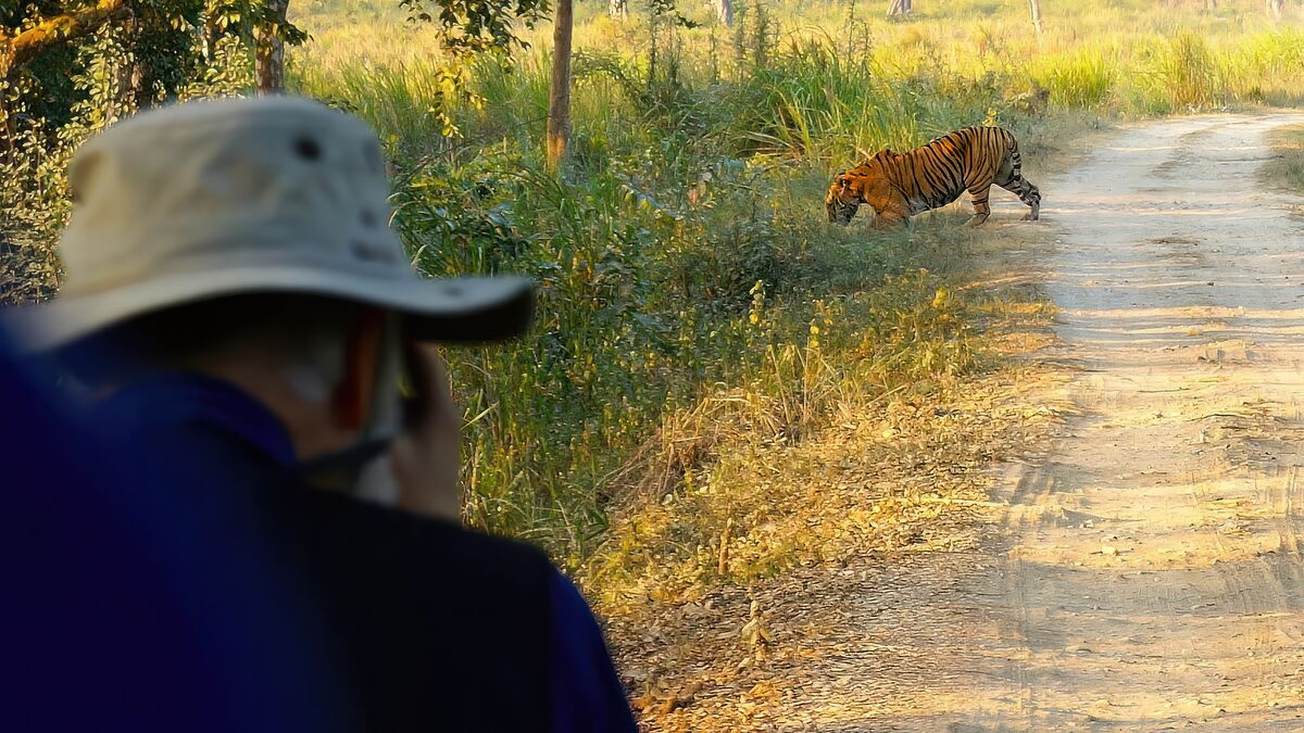 Here I am in India, actually encountering a tiger ...