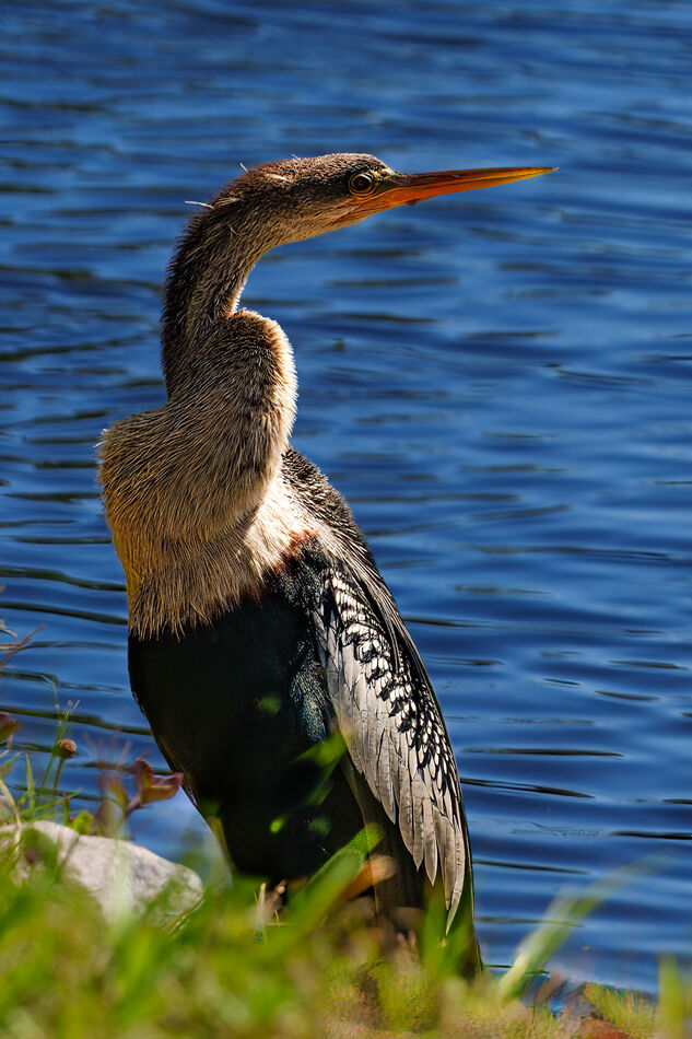 Welcome anhinga in the Forest Preserve...