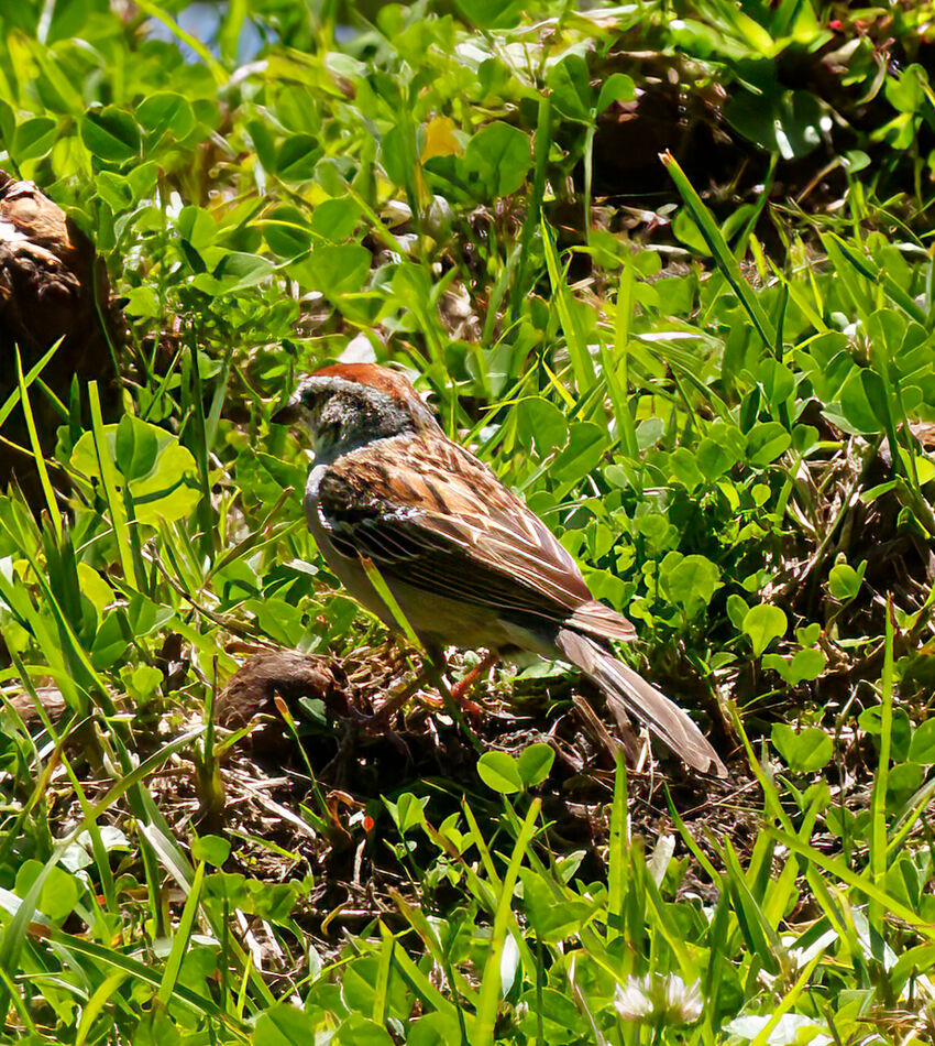 Sparrow (?) among the big birds...