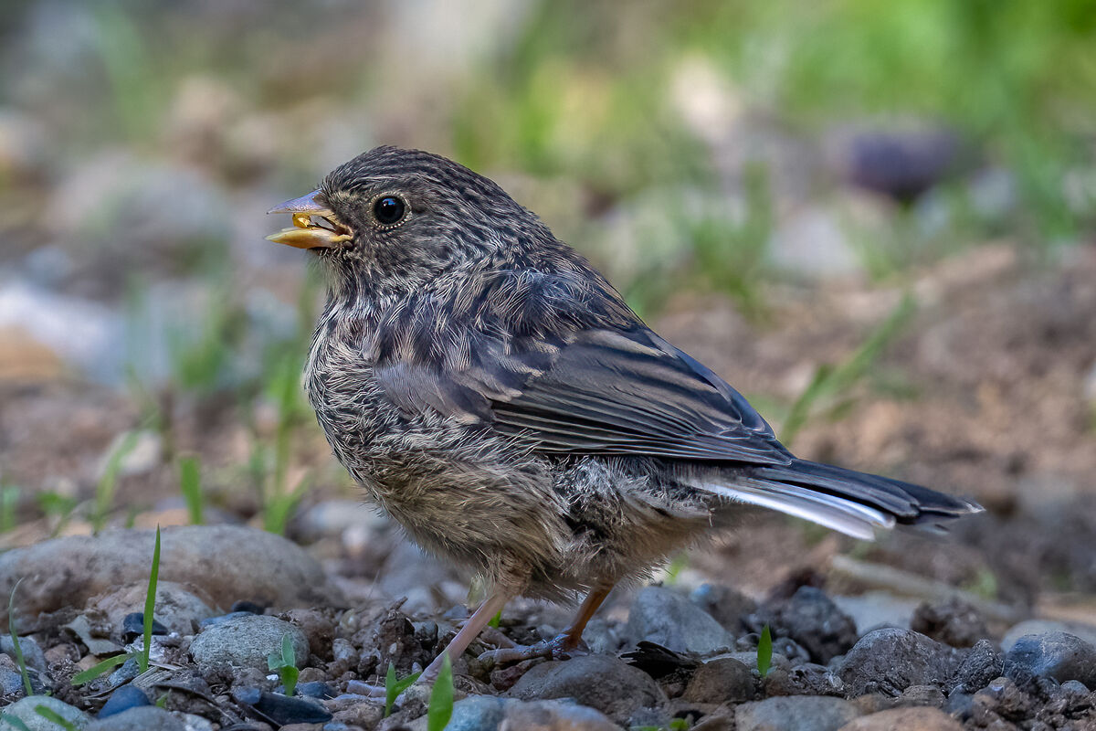 Baby Juncos: The parents bring them out to feed. Three individuals I ...