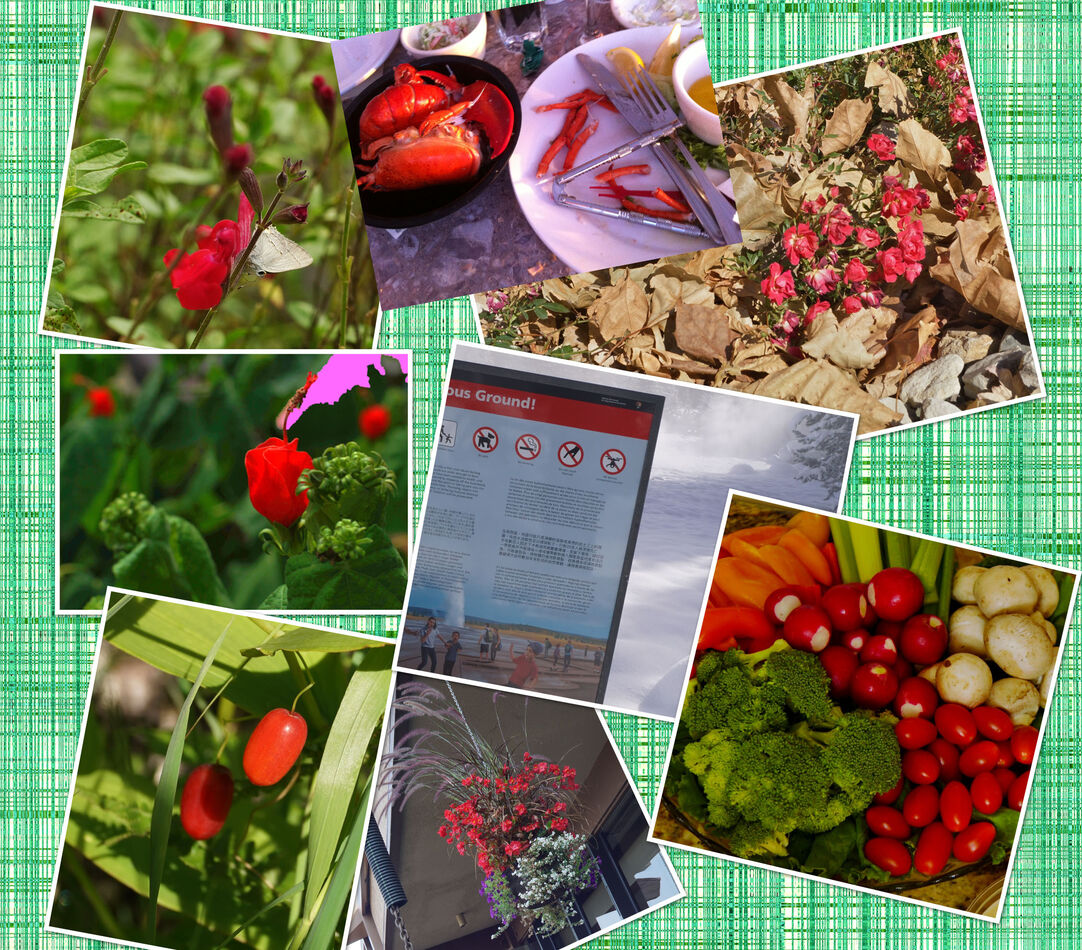 I found some food and flowers with red to share.  ...