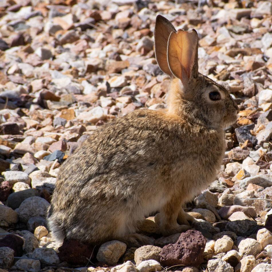 A young Desert Cottontail...