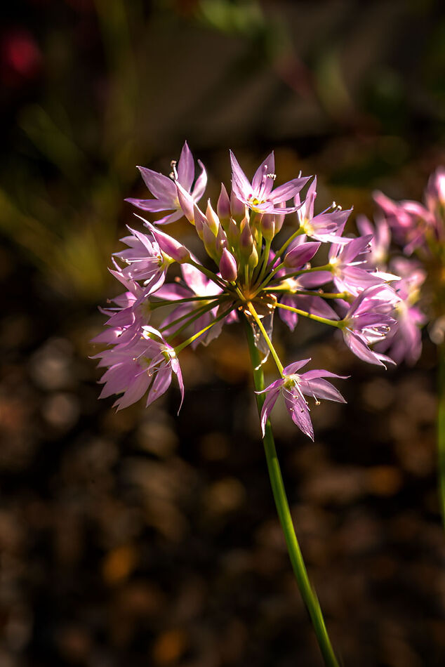 Papery Onion, Allium membranaceum[...