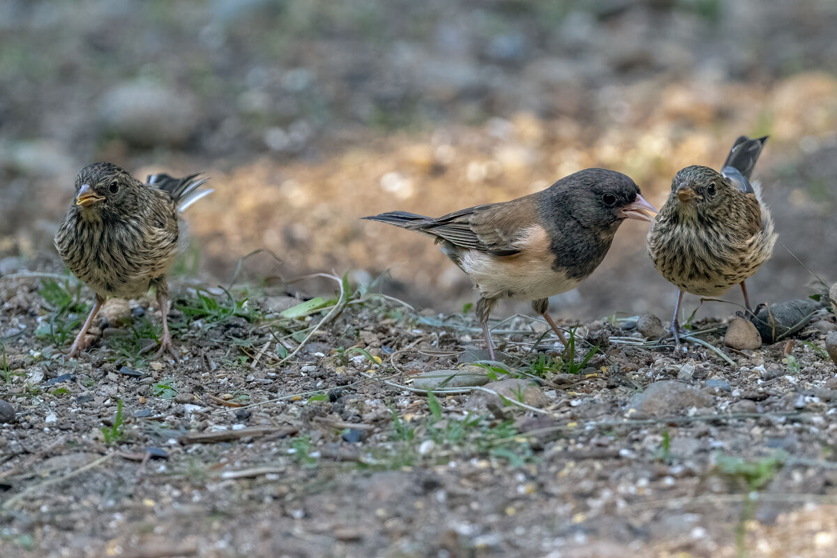 More Baby Juncos: #1- Gang of Three #2- OOPPSS! #3- Baby bathes #4 ...