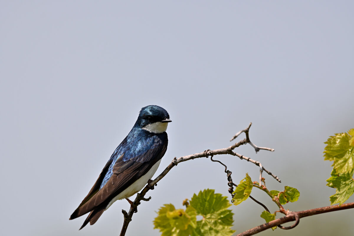 Tree Swallow that picked a perfect perch...