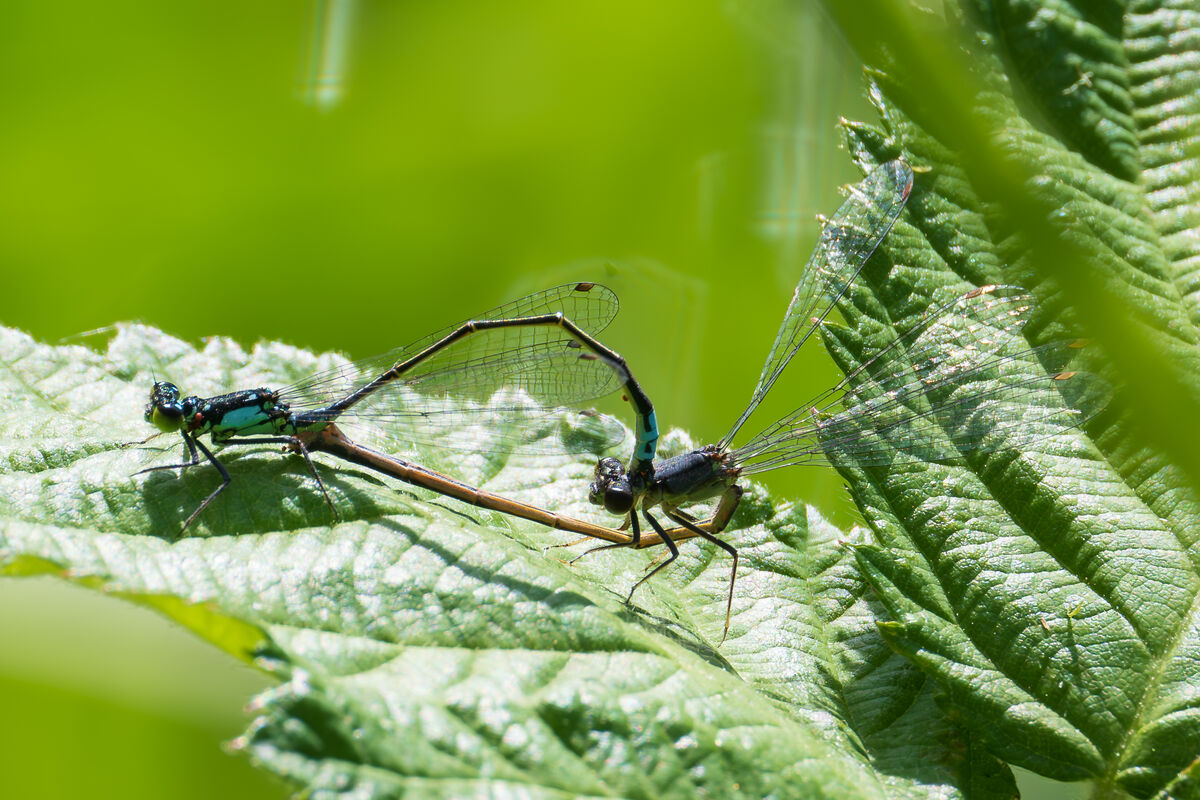 Pacific Forktail...