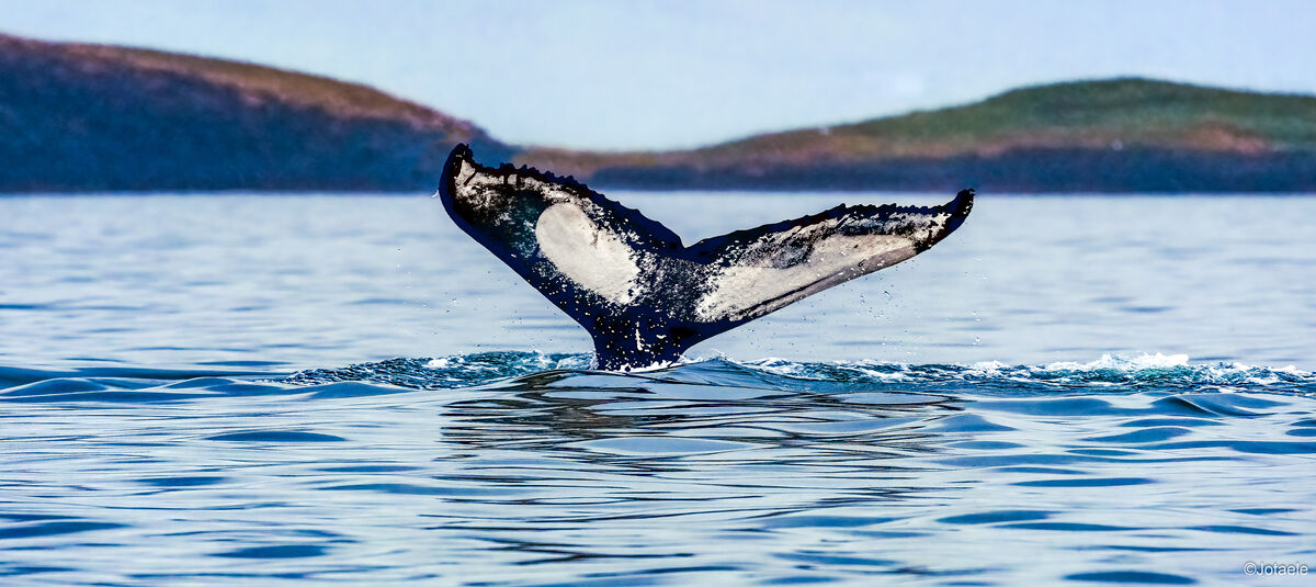 Animals, Atlantic Ocean, Humpback whale, Iceland, ...
