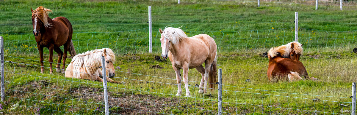 Akranes, Animals, Fence, Grass, Horses, Iceland, M...