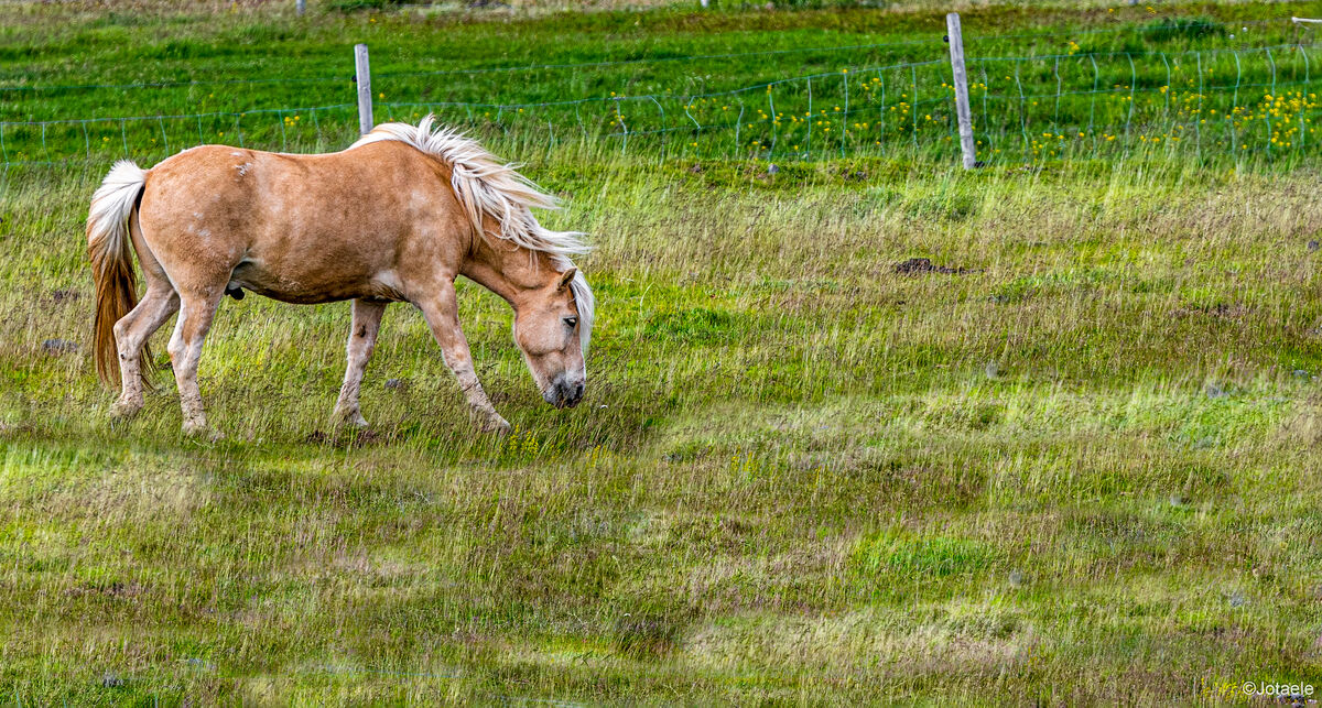 Akranes, Animals, Fence, Grass, Horses, Iceland, M...