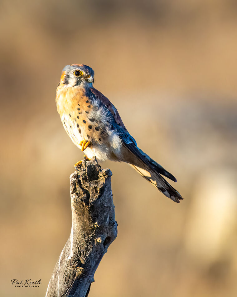 A Kestrel at sundown struck a pose for this photo....