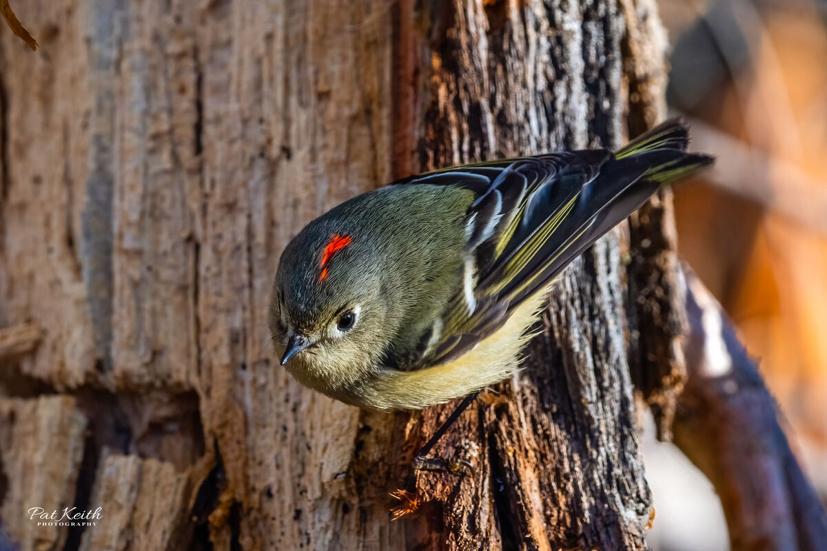 A Ruby-crowned Kinglet searching for insects. Phot...