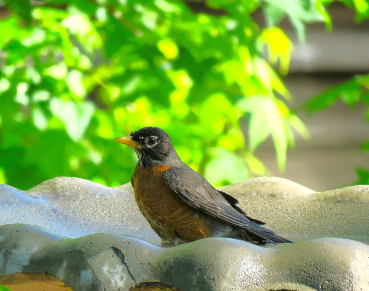 a young robin enjoying the birdbath before i accid...
