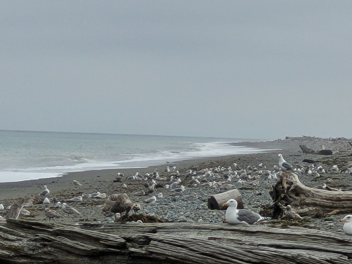 There were hundreds of gulls on the beach....