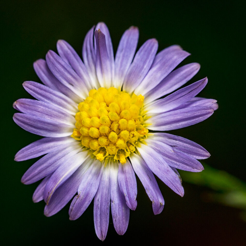 Macro Image of a Blue Wildflower I took this little blue wildflower