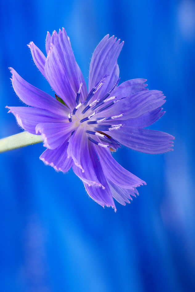 23 image stack, Chickory flower...