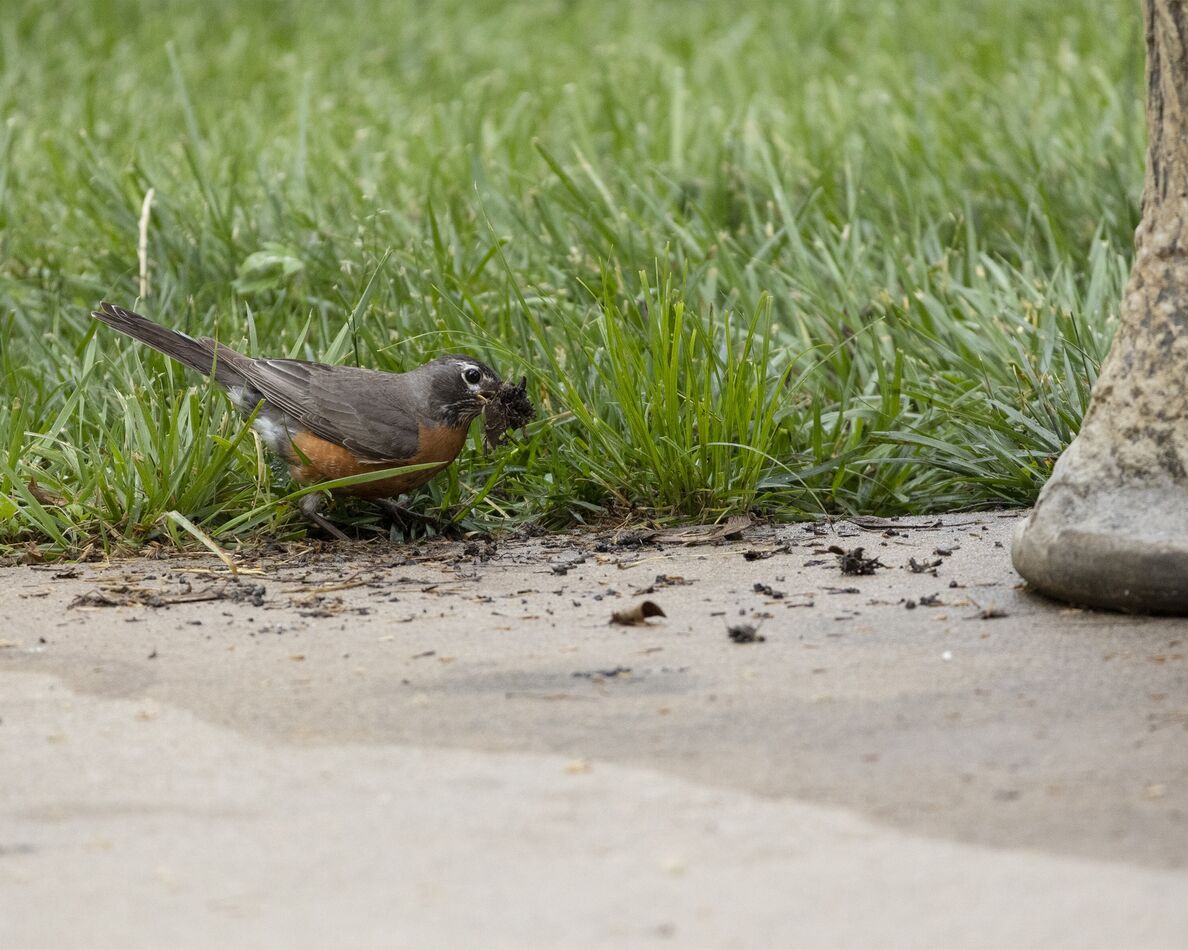 American Robin collecting mud for nest...