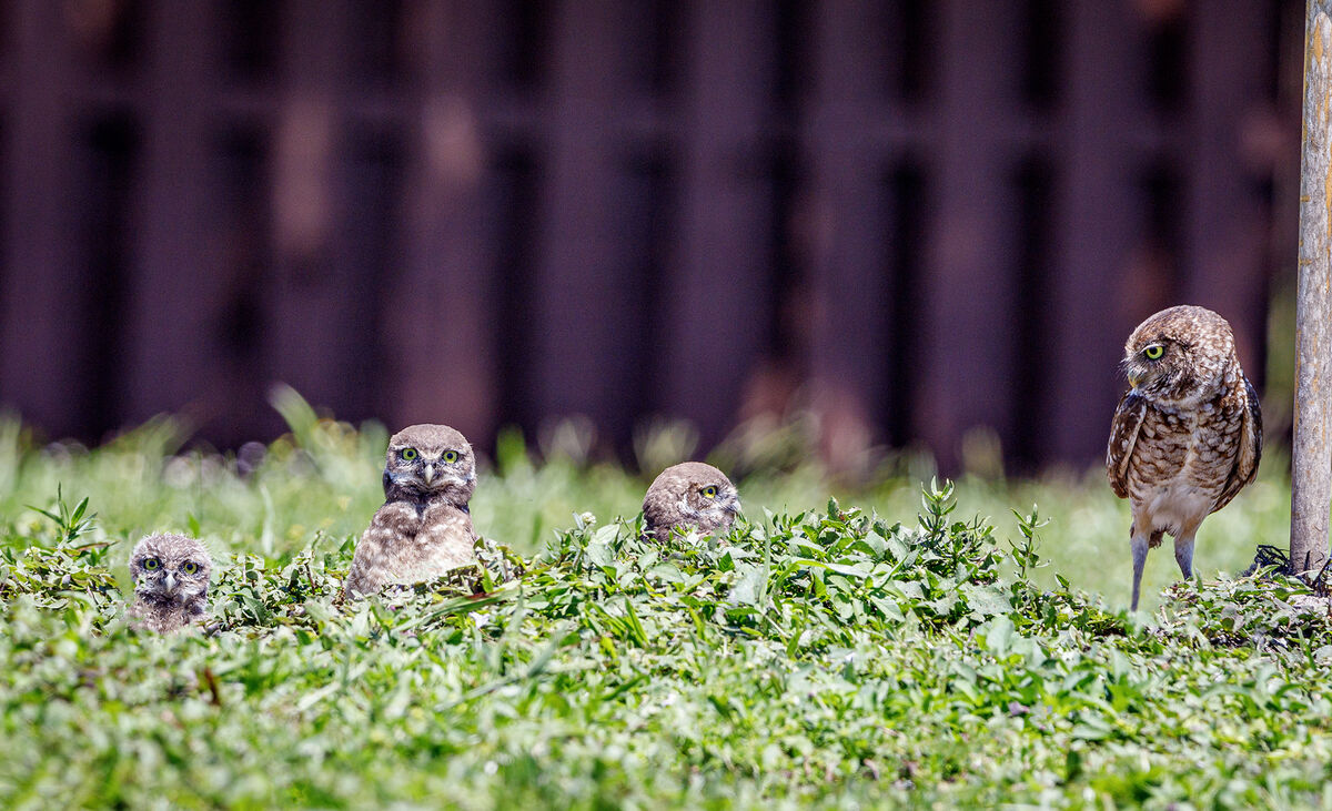 2.  Mom with three owlets...