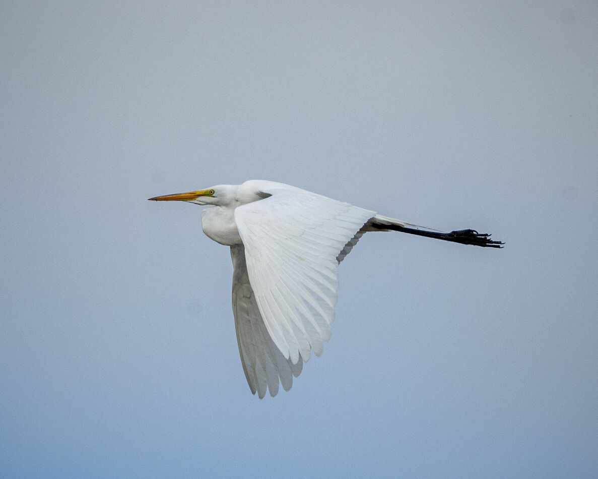 Great Egret flying over UCI Preserve....