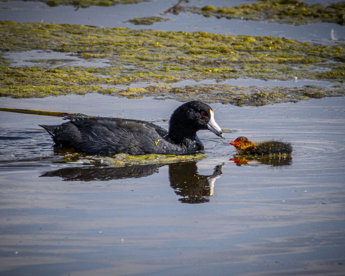 American Coots - parent and chick....
