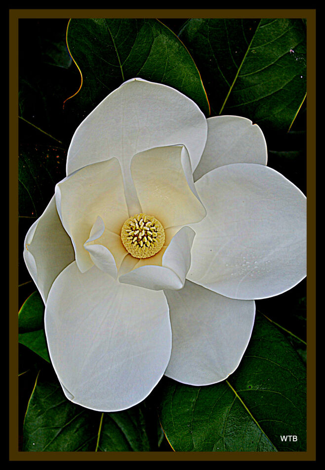 Mississippi State Flower Magnolia...