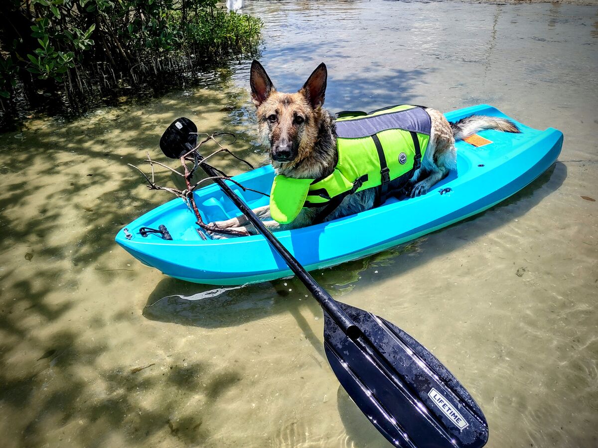 contribution-from-florida-i-ve-had-a-great-dog-fix-on-this-trip